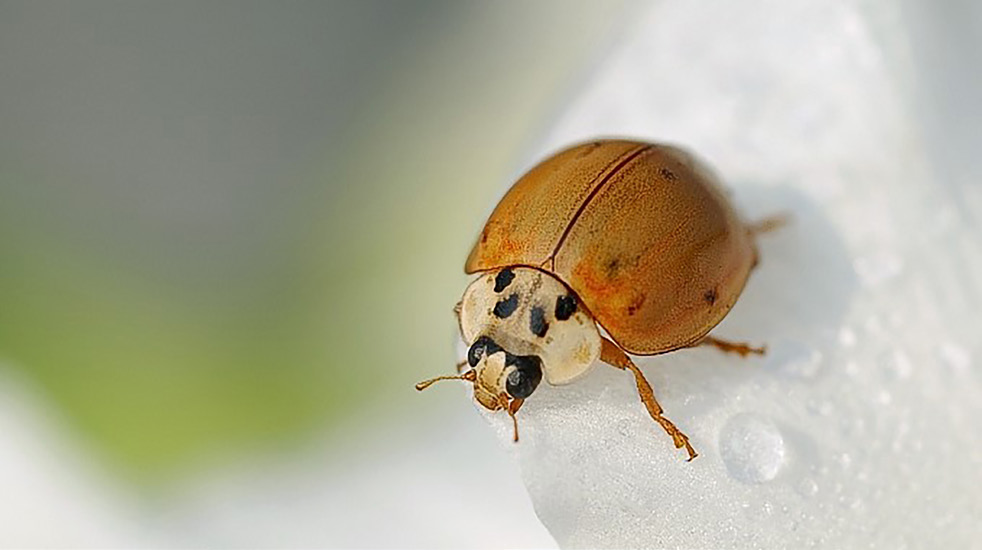 Ladybeetle adult