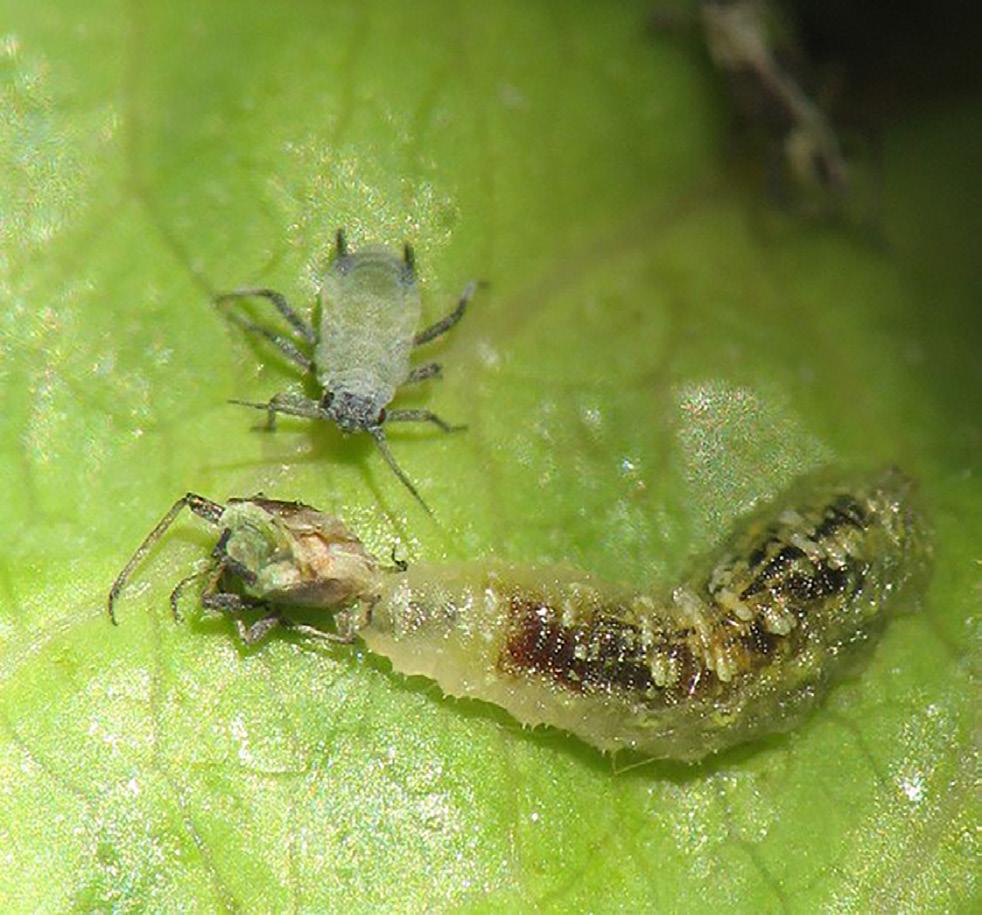 Syrphia larva