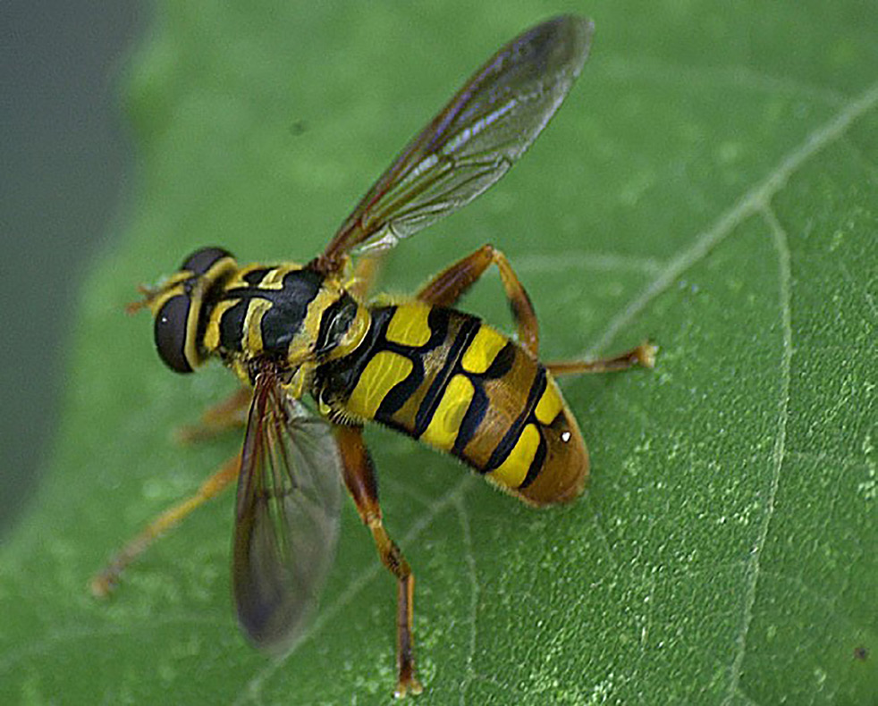 Syrphid adult
