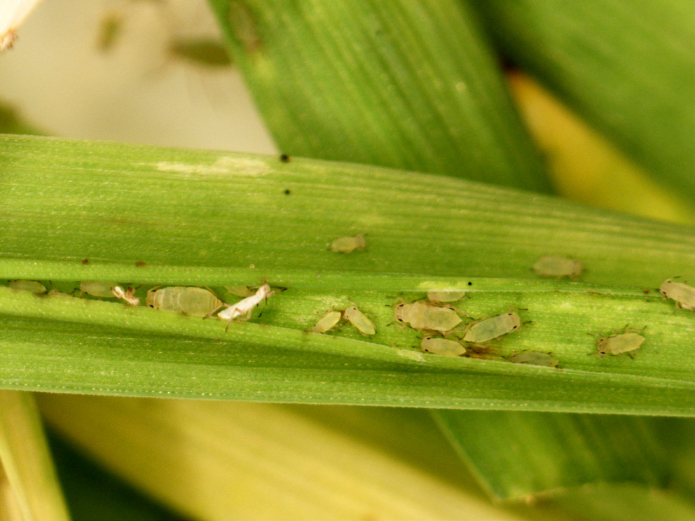 Russian Wheat Aphid