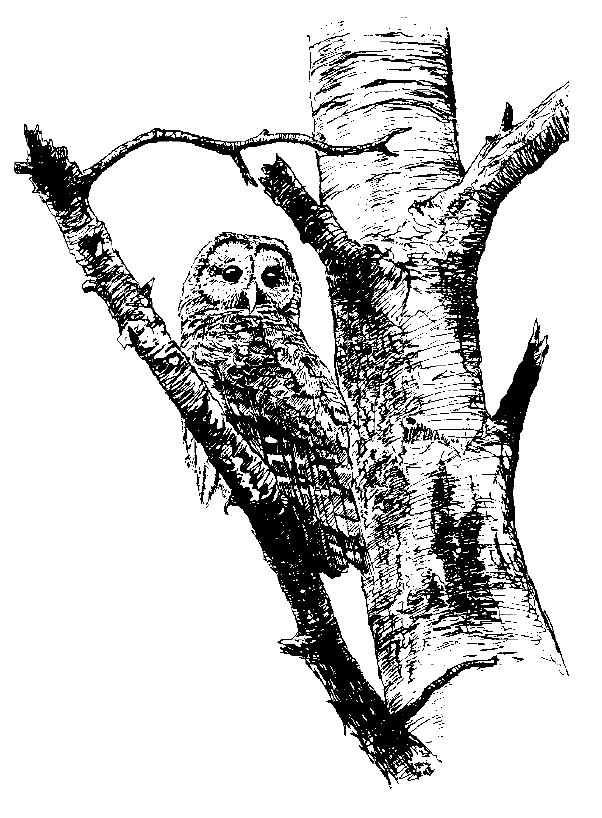 A drawing of an owl perched in a snag.