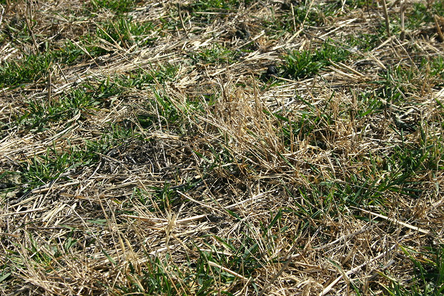 Sod-seeded small grains can provide forage during winter and early spring when warm-season grasses are dormant.