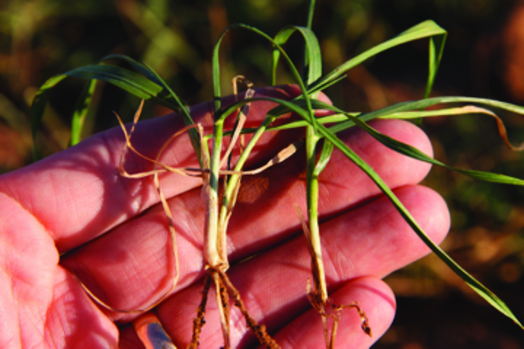 Person holding well-established crown roots and one crown root that needs more growth prior to grazing.