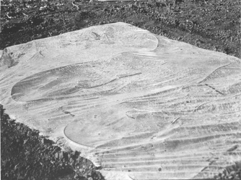 Prepared soil covered with clear plastic (polyethylene) sheet for solarizing a garden-sized plot. Prepared soil covered with clear plastic (polyethylene) sheet for solarizing a garden-sized plot.