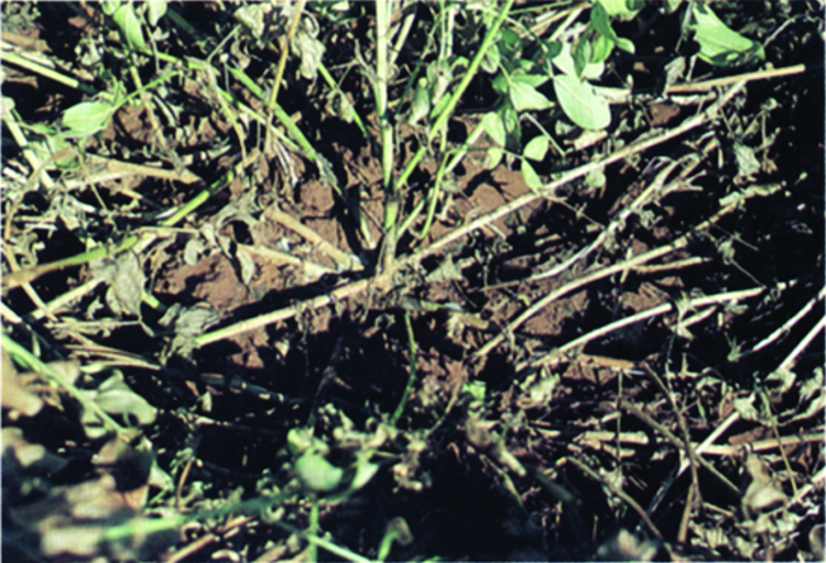 Killed vines from sclerotinia blight
