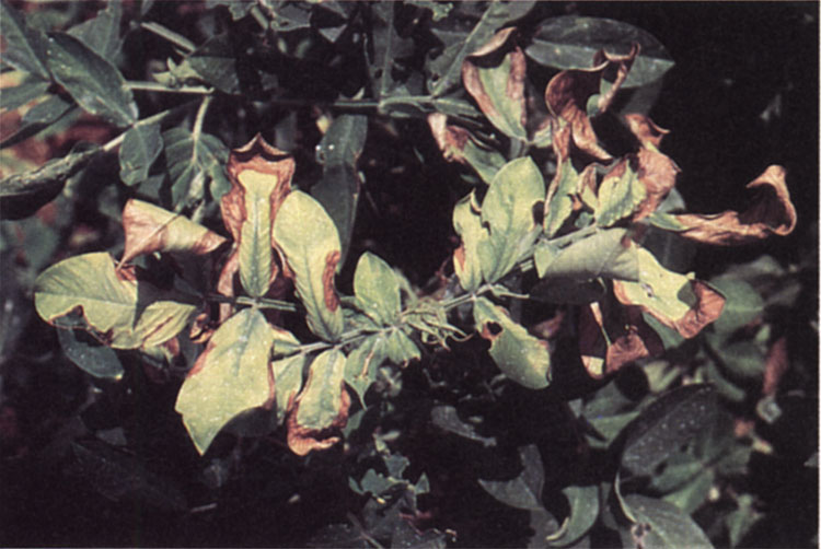 A plant affected by Verticillium wilt.