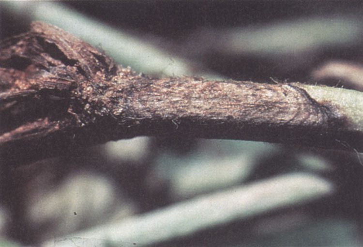 Limb rot lesion on a peanut stem with dark concentric rings.