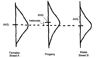 Diagram that explains hybrid vigor.