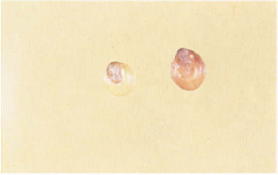 A kernel with germ damage after bleaching.