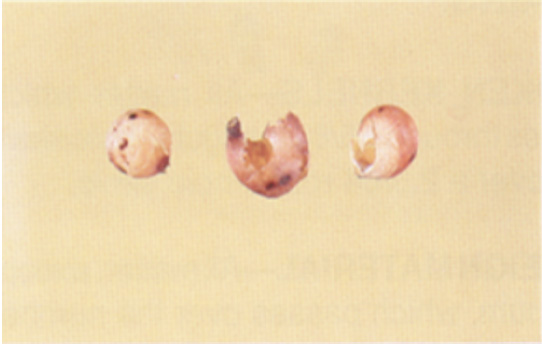 Kernels that have been damaged by insects.