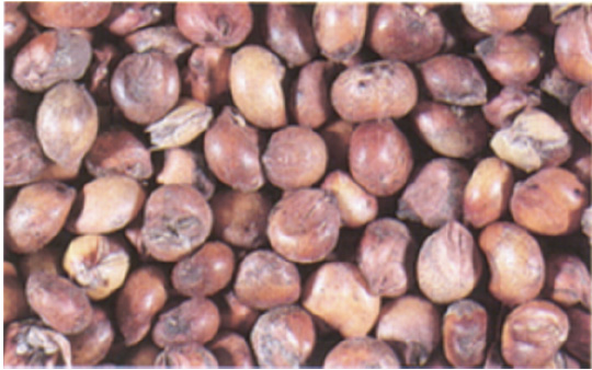 Sorghum kernels that have been discolored.