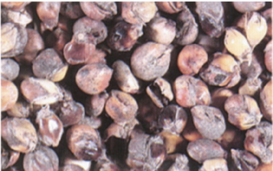 Sorghum kernels that have been badly damaged by weather.