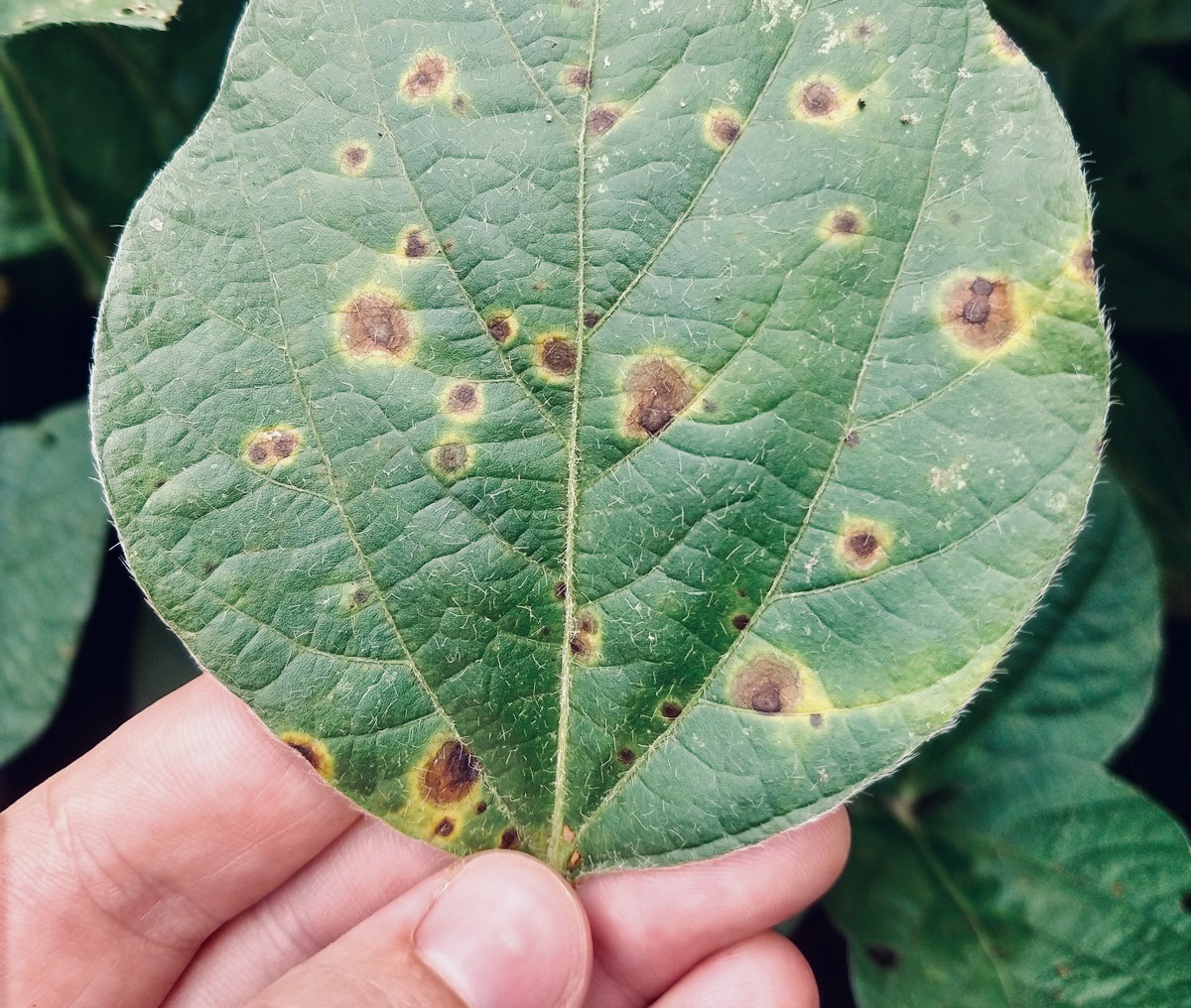 Soybean Production Calendar | Oklahoma State University