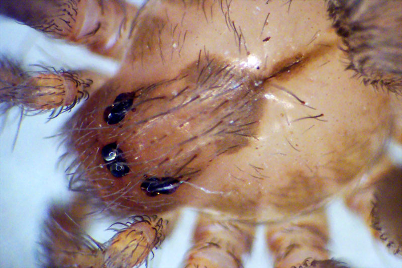 Eye patern and fiddle markings on the brown recluse spider