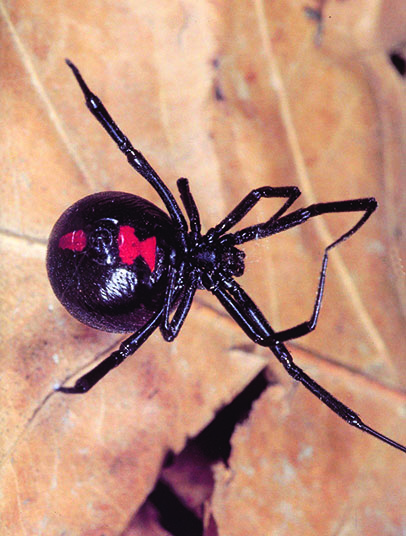 Black widow spider on a web 