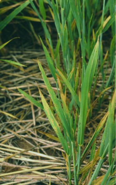 Example of a tan spot on wheat.