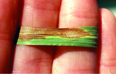 Example of an infection on a wheat leaf.
