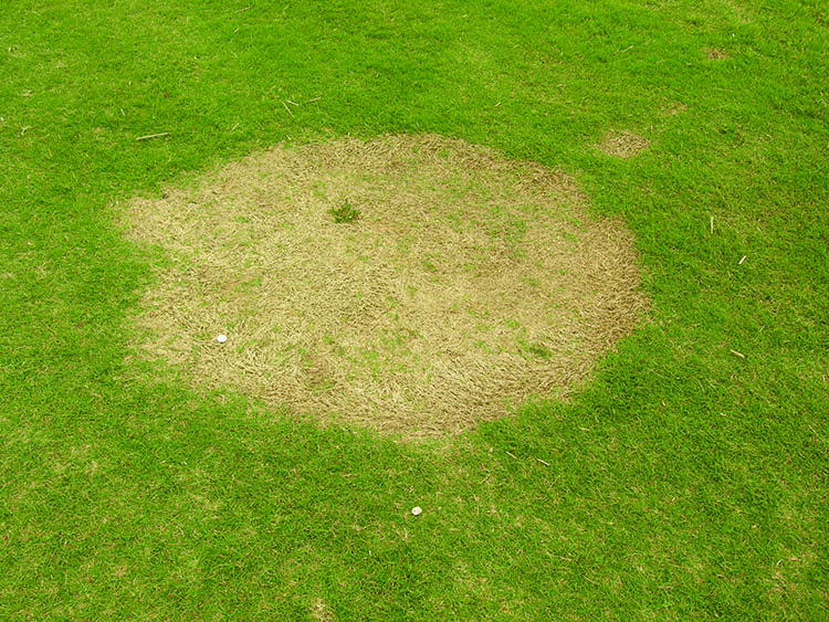 Spring dead spot symptoms on bermudagrass field.