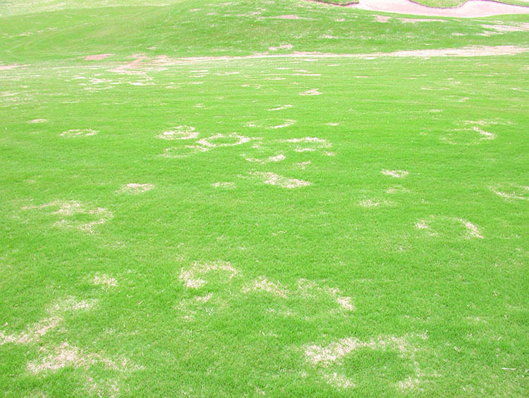 Circular and arc symptoms of spring dead spot patches on a bermudagrass golf course fairway.