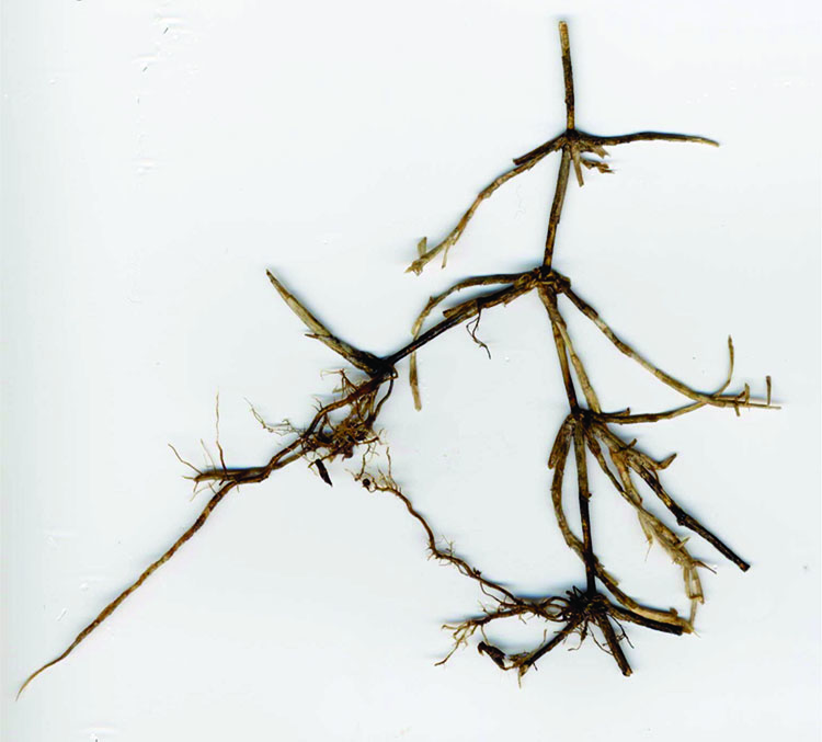 A dead bermudagrass plant exhibiting blackened roots, crown, stolons, and rhizomes, which contrast with the dead foliage that appears bleached.