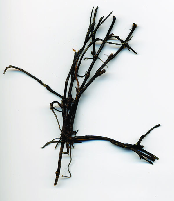 Dark black, dead bermudagrass stolon commonly found in spring dead spot patches.
