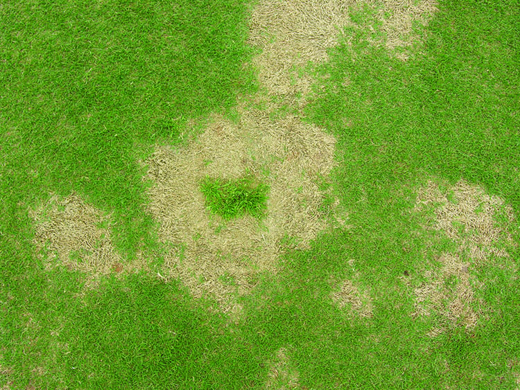 Multiple patches of spring dead spot in a field.