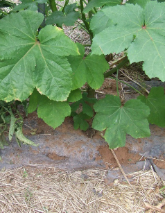 Leafs planted in organic mulch.