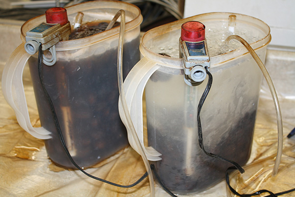 Two pitchers filled with water during pre-germination