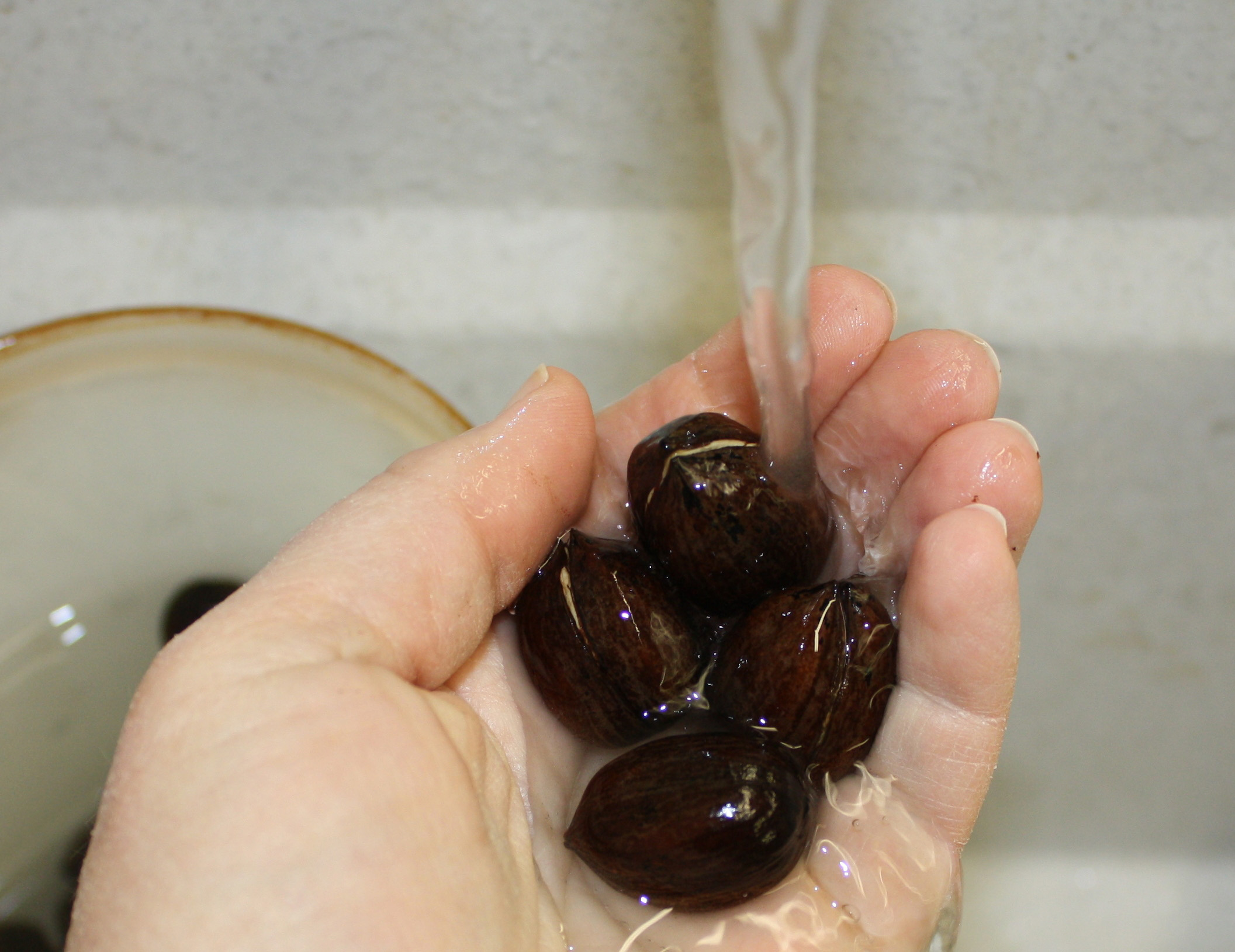 Pecans being held and rinsed with water 