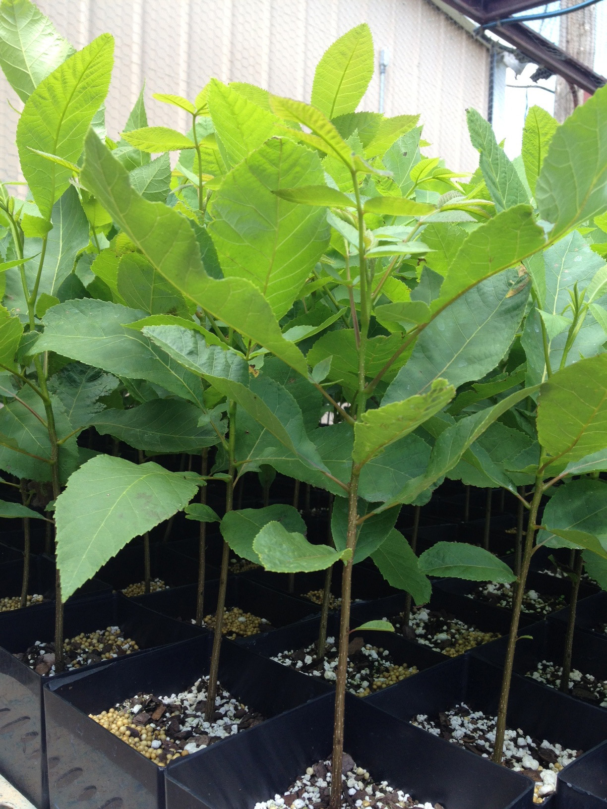 A gorup of seedling trees 