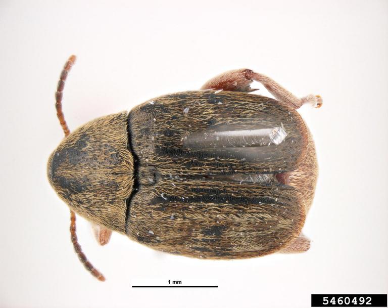 Close up of bean weevil.