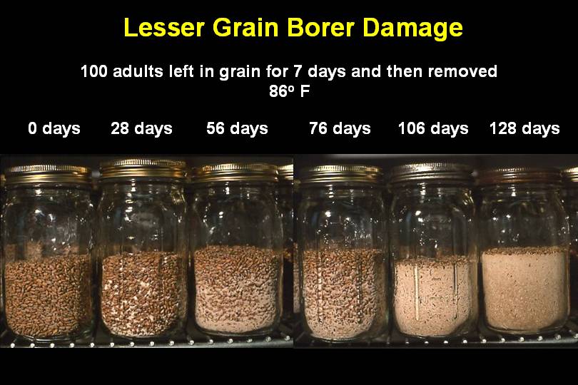 Lesser grain borer damage on wheat through time.