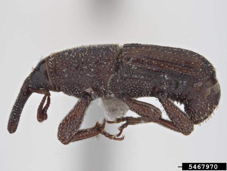 Protect Stored Grains from Weevils