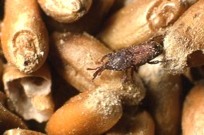 Rice weevil on wheat.
