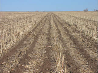 Strip-till in a corn field.