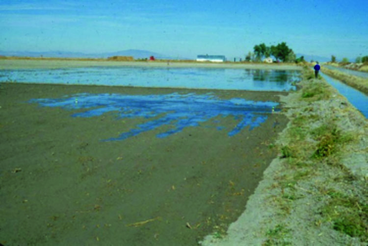 Basin irrigation in central Utah.