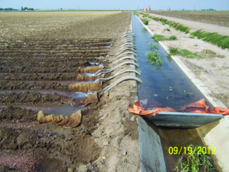 Furrow irrigation using siphon tubes.