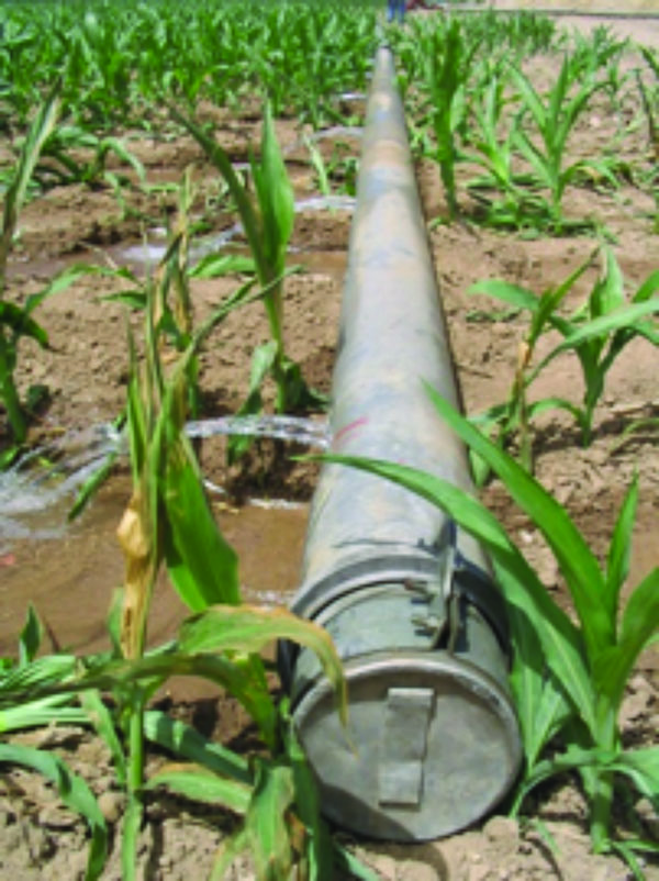 Furrow irrigation using gated pipes.