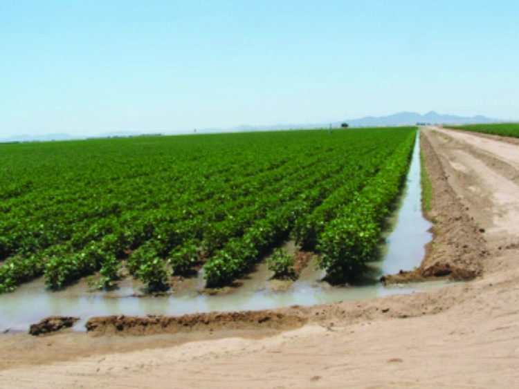 Furrow irrigation of cotton.