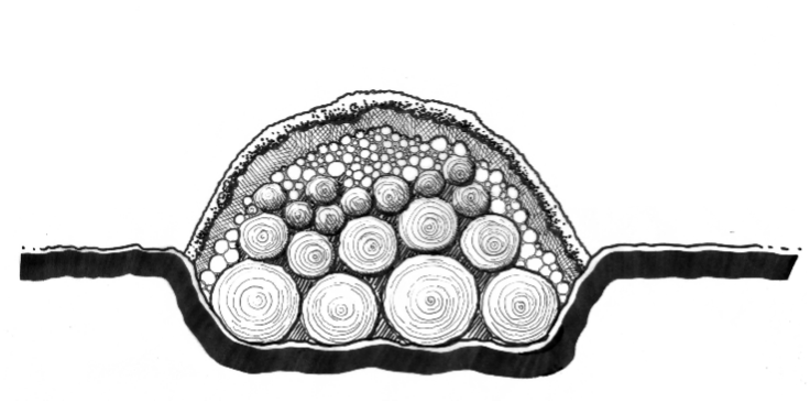 Figure 4a Sustainable Landscapes HLA-6478 Cross-section diagram of a hügelkultur bed built in a shallow trench with logs at the base topped by smaller branches and finished with topsoil and organic matter.