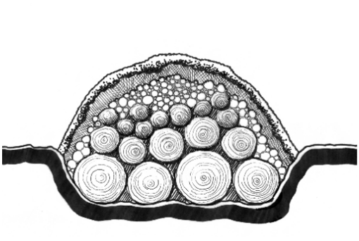 Cross-section diagram of a hügelkultur bed built in a trench without a border featuring logs branches and organic debris covered with soil tapering to ground level.
