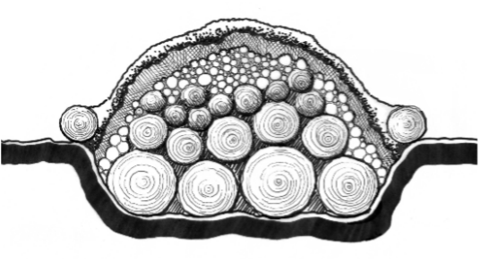 Cross-section diagram of a hügelkultur bed built in a trench with a wooden border featuring logs branches and topsoil with log edging at ground level.