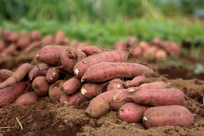 Sweet Potato Production Oklahoma State University