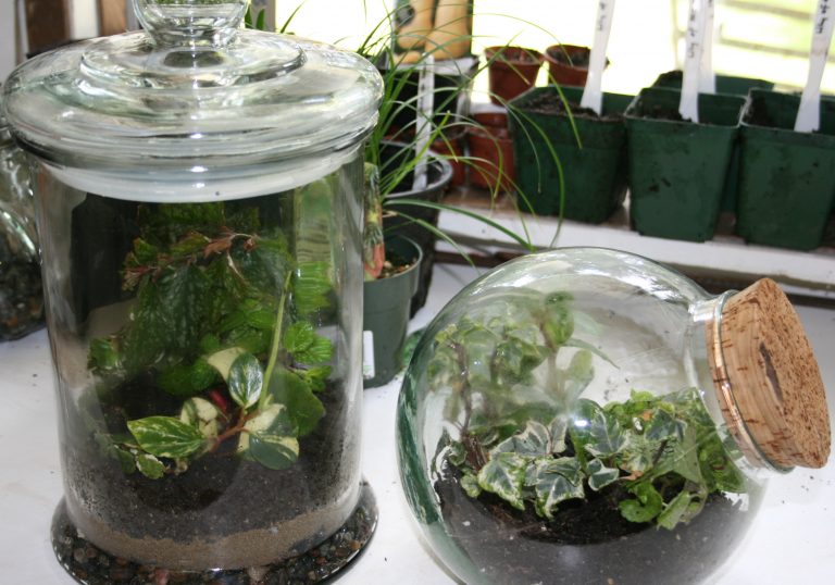 Small glass jar terrariums.