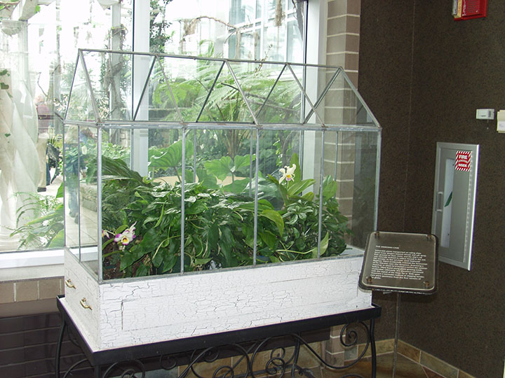 A glass terrarium with plants inside