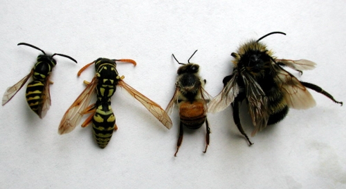 A yellowjacket, paper wasp, honey bee and bumble bee. 
