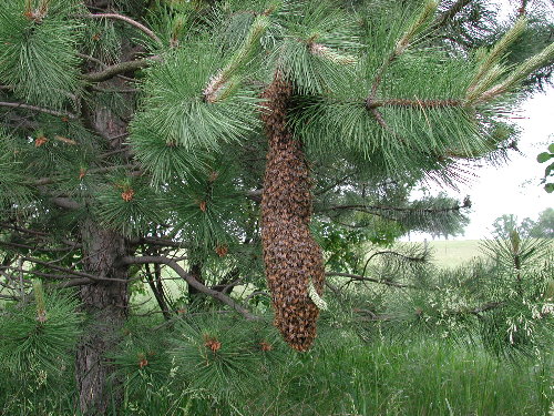 Honey bees swarming in a pine tree.