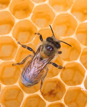Honey bee depositing egg into comb.