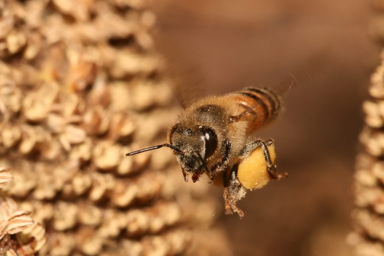 Worker honey bee carrying pollen.