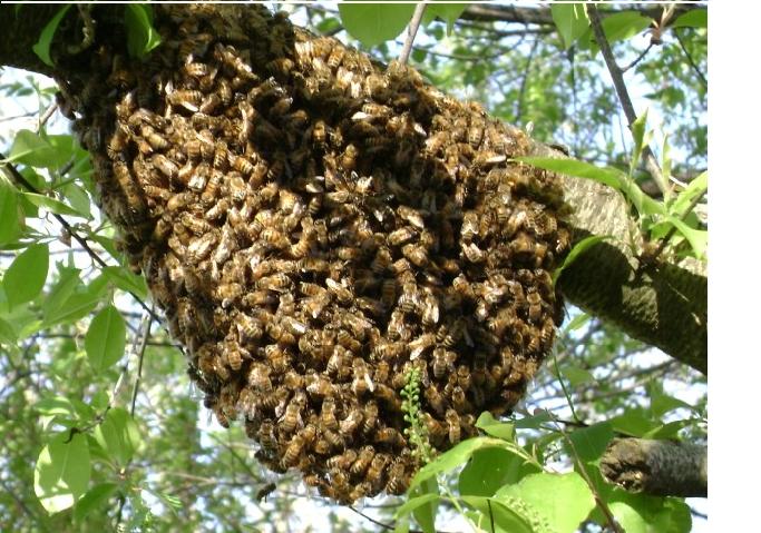 Honey bees swarming in a branch.